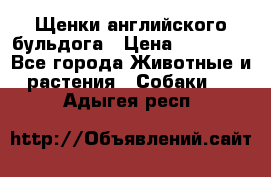 Щенки английского бульдога › Цена ­ 40 000 - Все города Животные и растения » Собаки   . Адыгея респ.